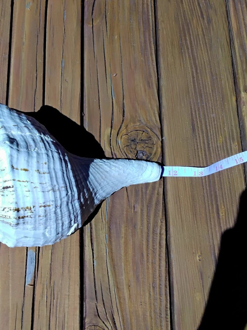11" Florida Horse Conch Sea Shell Coastal Decor. Triplofusus Giganteus - Picture 7 of 7